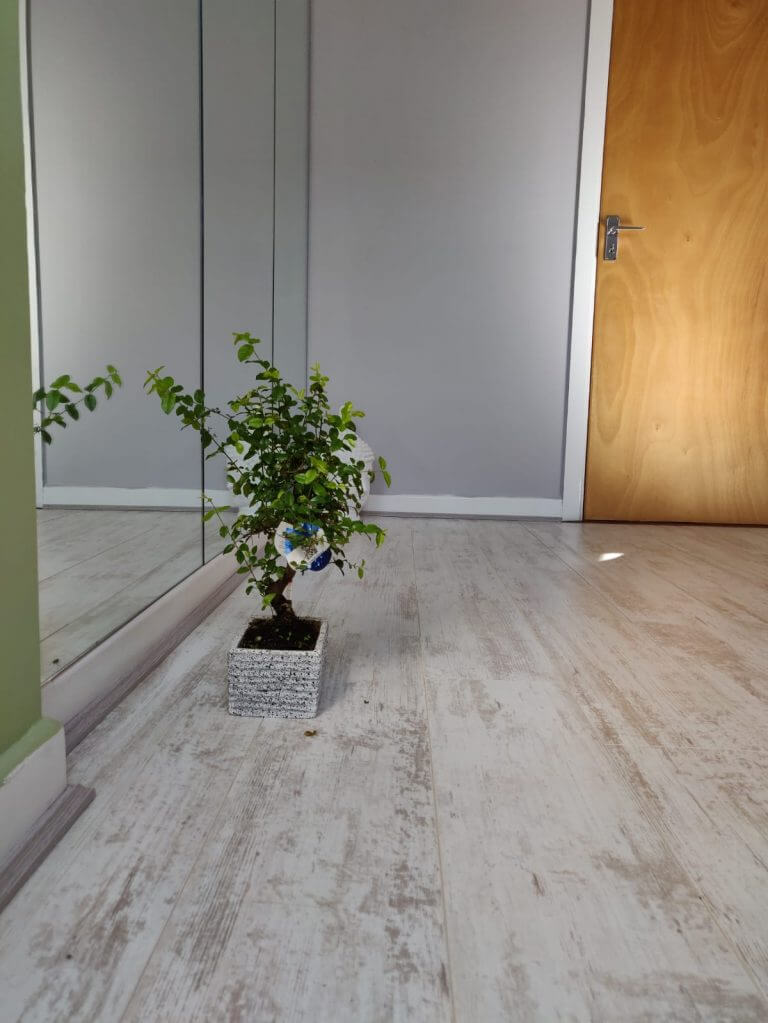 A plant next to the mirror in the room.