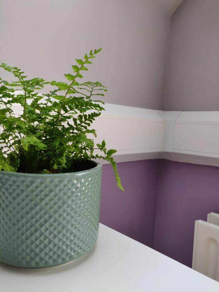 A close-up photo from a plant on the shelf.